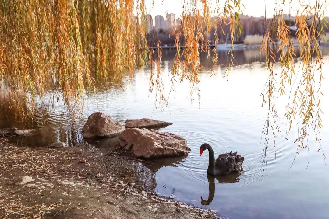 辽宁省高等院校分布图,辽宁省高考报考沈阳航空航天大学