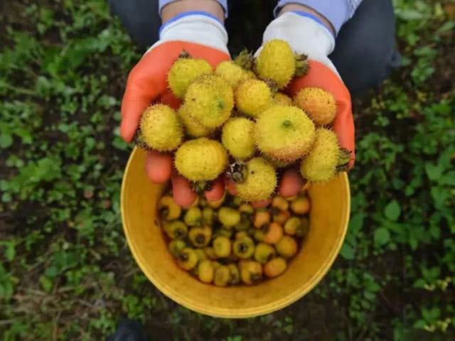 采摘时间长种植项目,采摘两年的果树