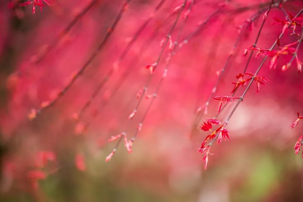 新堡·枫叶谷旅游度假区最新视频,枫叶谷旅游度假区优惠政策