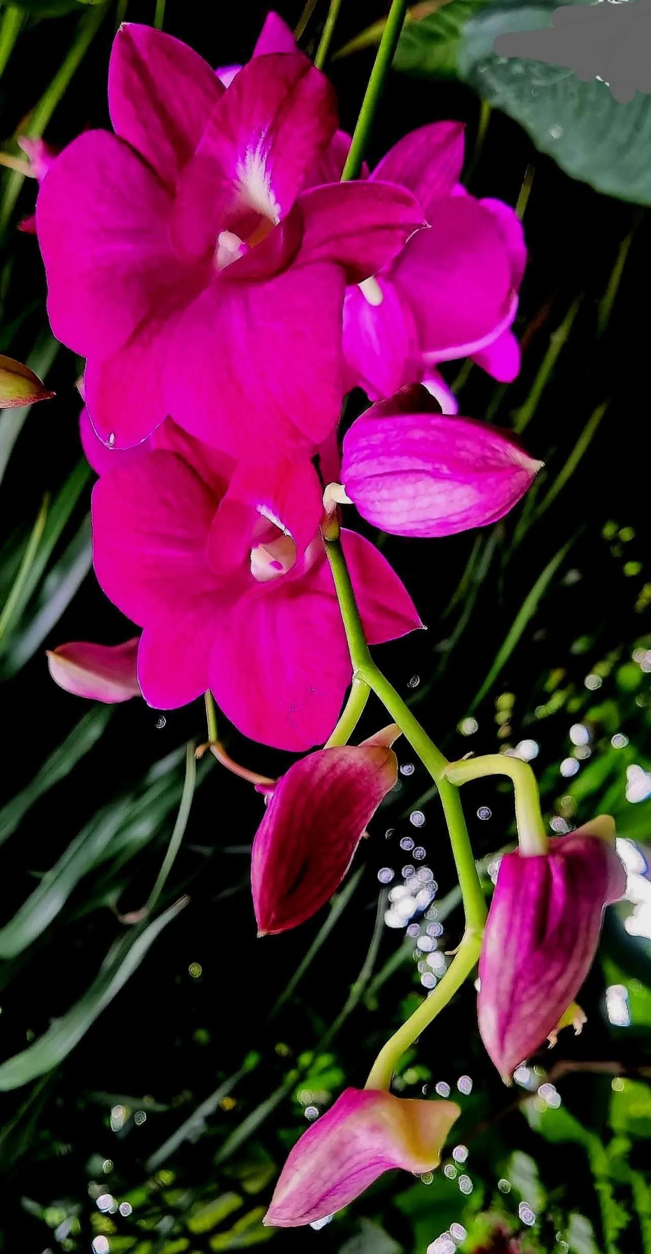 兰花高洁的古诗,高洁典雅的兰花壁纸