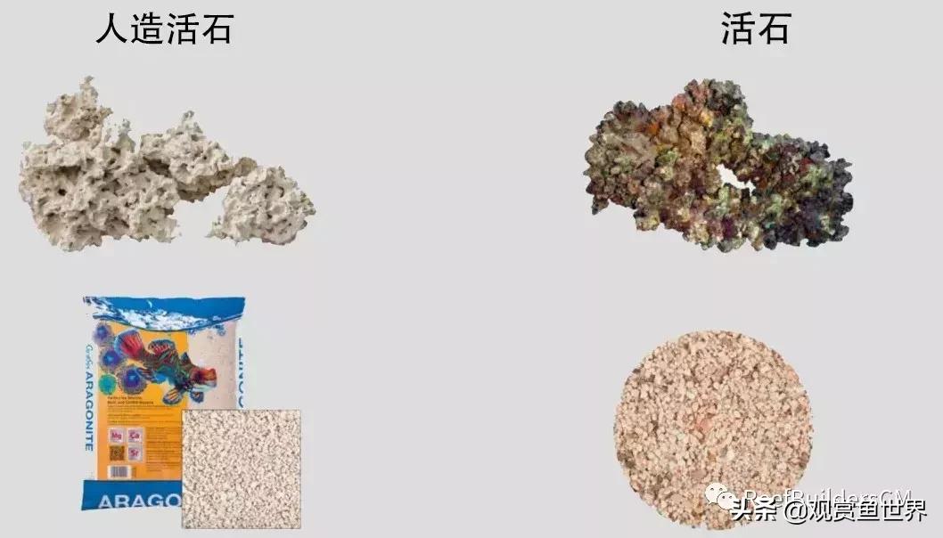 鱼缸硝化细菌培养期间能喂鱼吗,鱼缸培养硝化细菌鱼停止喂食吗