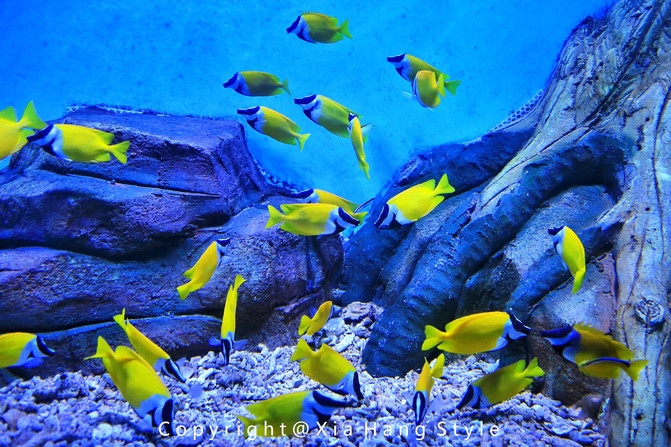 横店梦幻谷水世界有奥特曼,横店梦幻谷水世界摩天轮