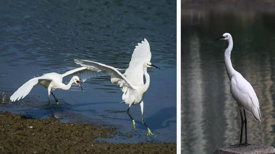 五年级部编版语文白鹭讲课视频,部编小学语文五年级上册白鹭课件