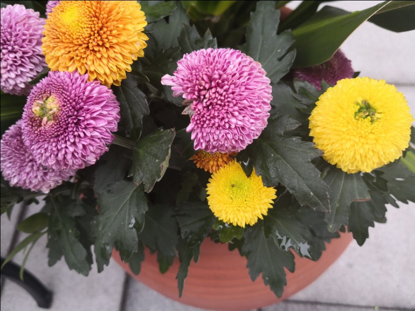 菊花剪下来的枝条怎么办,菊花剪枝后剩余老枝怎么处理