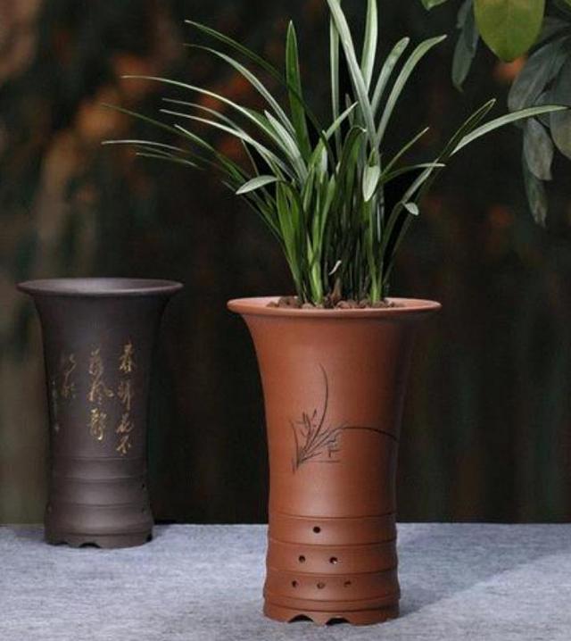 怎么判断兰花换盆成活状态,兰花爆盆后是分株好还是换大盆好