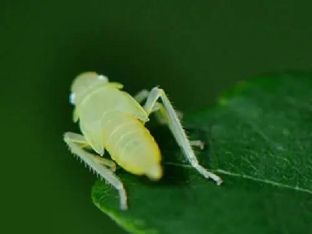 黄瓜怎样施肥才能丰产,最丰产的黄瓜品种