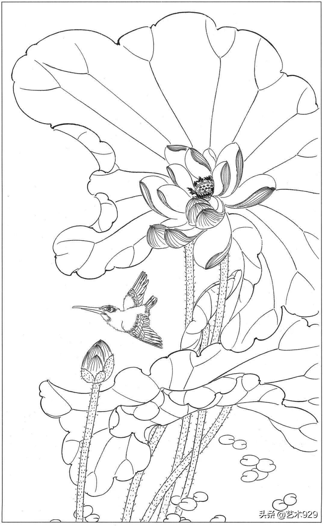 适合初学者的荷花白描画稿,荷花小品实用白描画稿