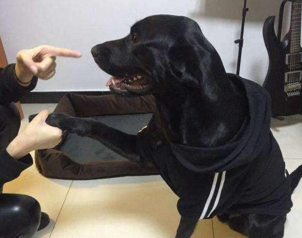 辟谣养狗对小孩不好,辟谣养狗危害