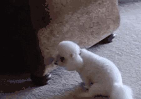 狗狗做出这五个动作是向你求救,狗狗这几个行为是在向宠主求救