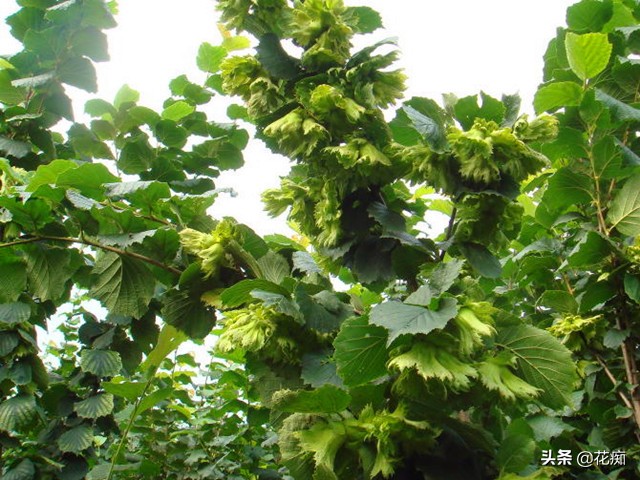 榛子贵不,榛子很贵吗