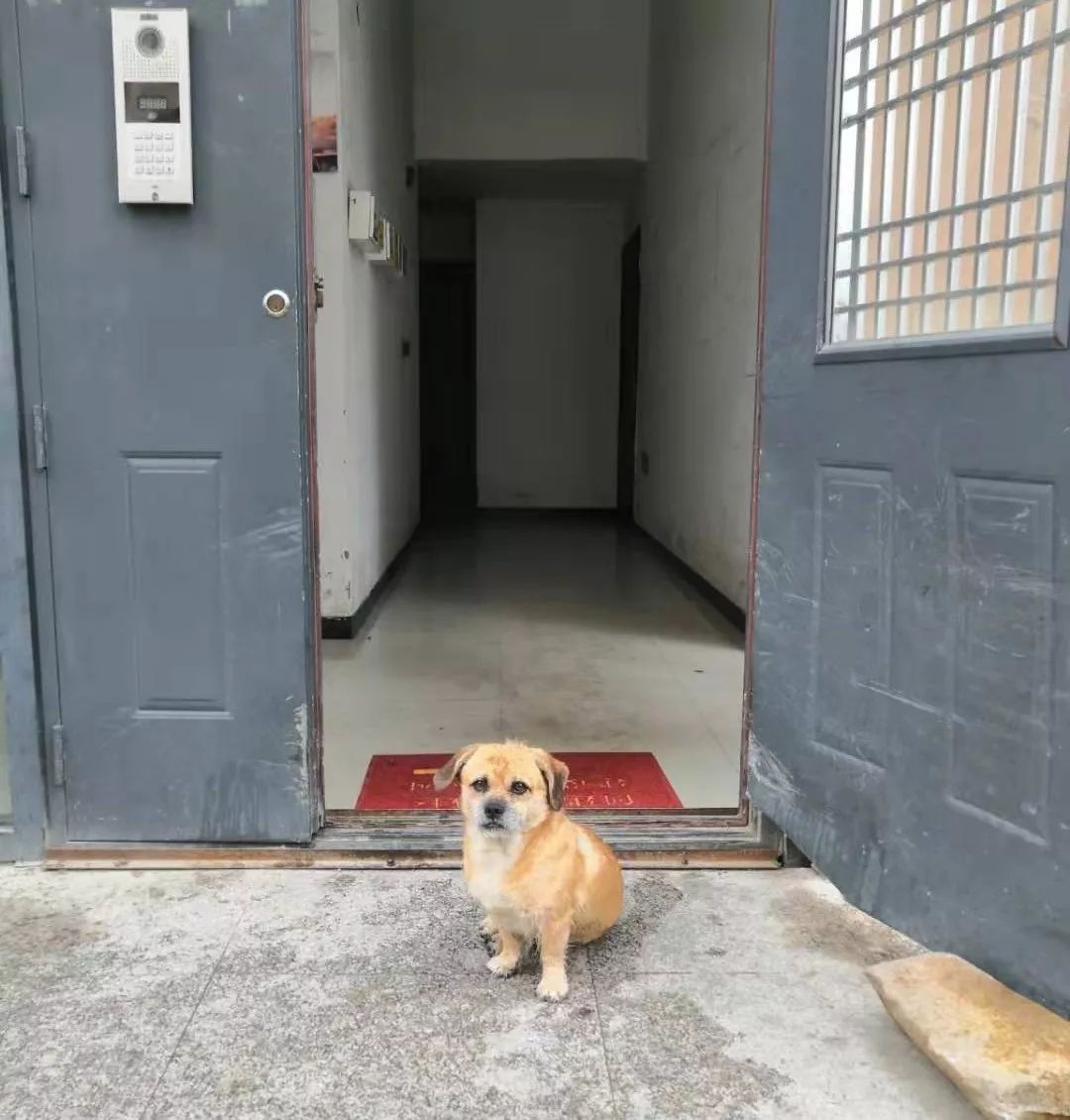 瞧这个狗搞笑视频,你瞧这条狗原版视频