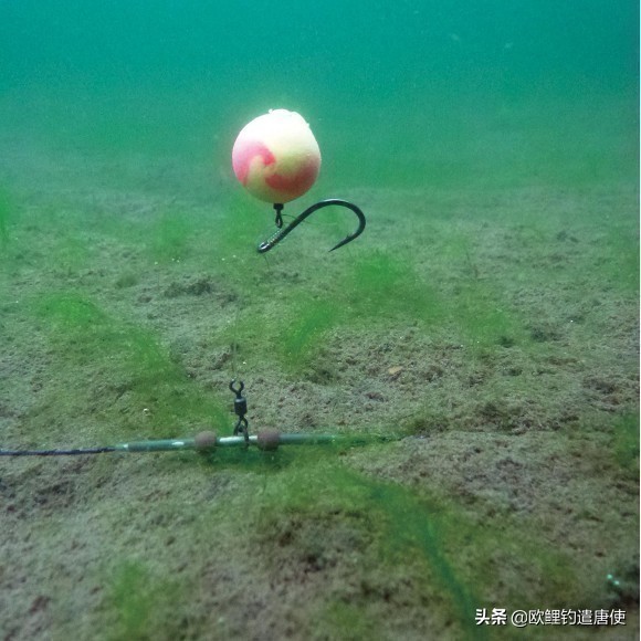 话说欧鲤钓最新消息,话说欧鲤钓鱼完整版