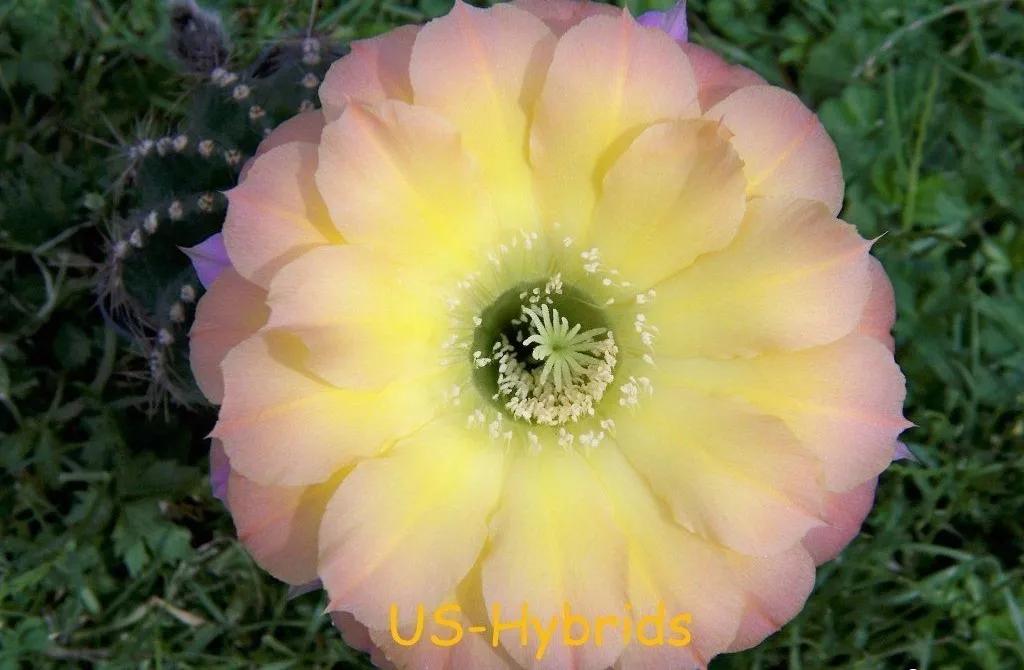 100种仙人球花图片,100种仙人球的品种视频