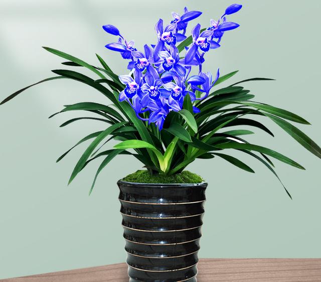 好养活好开花的蓝宝石兰花,名贵兰花品种图片金边兰