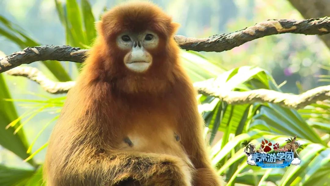 大熊猫百科知识详细介绍,大熊猫前脚有几只手指