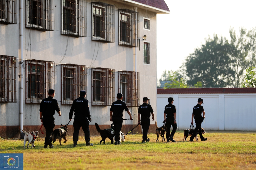 警犬训犬师的工作和生活,如何成为一名合格的警犬训导员