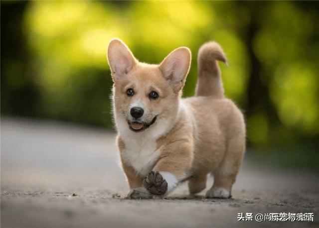 为什么母猫交配过程中撕心裂肺,而狗却静悄悄,看完涨姿势了