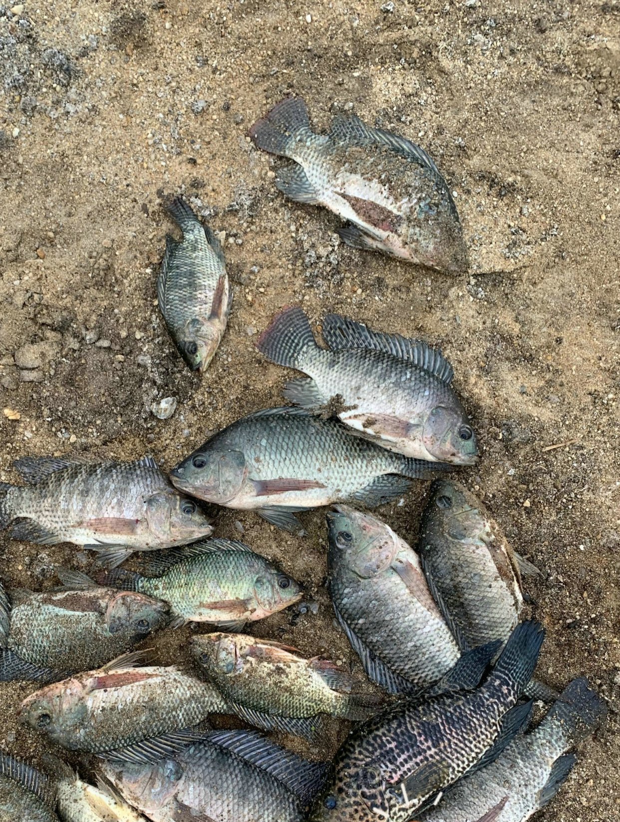 一名男子去河边钓鱼发现鳄鱼,无人区钓鱼遭鳄鱼袭击