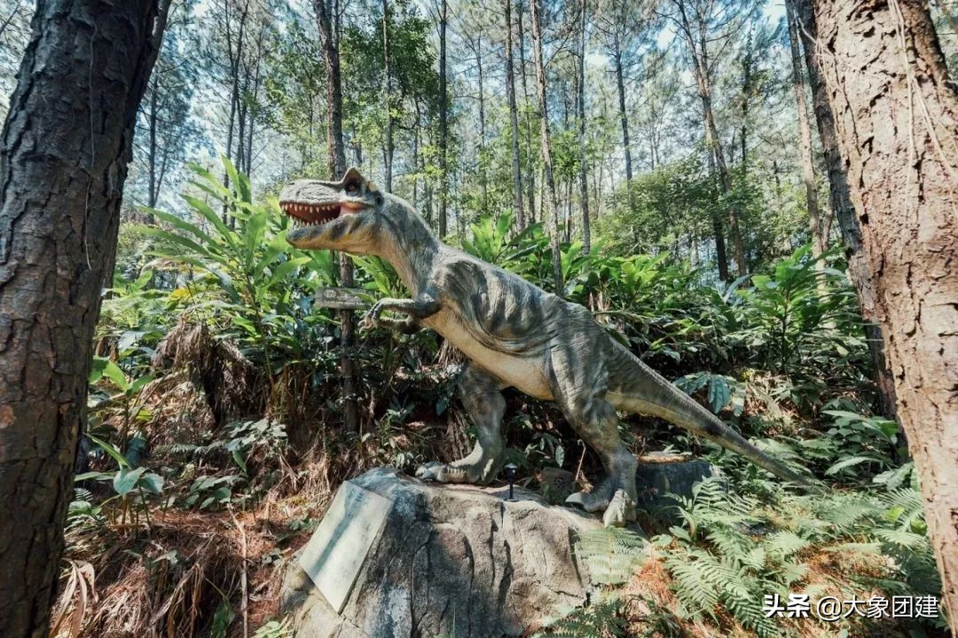 森波拉度假森林酒店,原始森林里的酒店