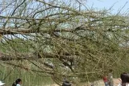 大树移植恢复要几年,大树移植根部的处理