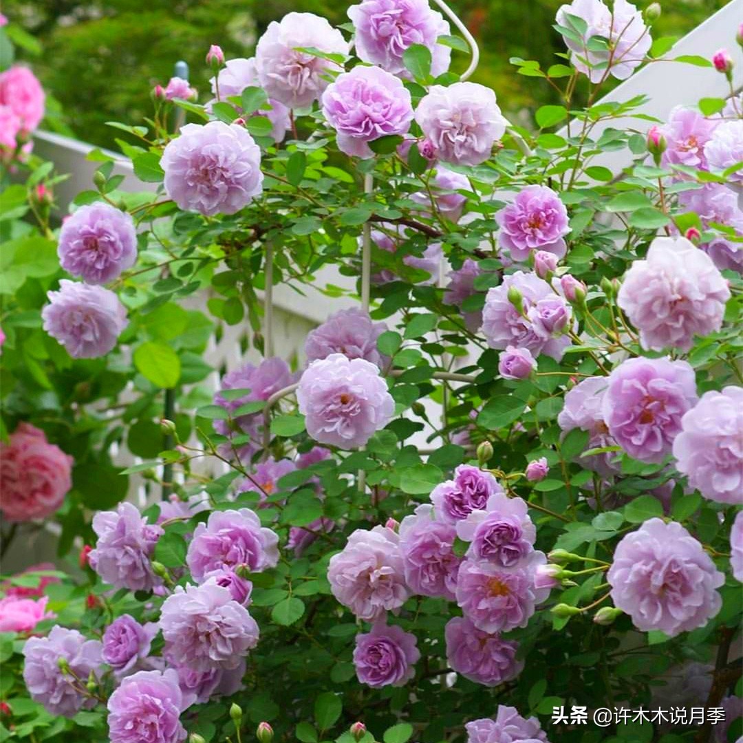 月季红蜘蛛紧急处理,月季红蜘蛛怎么预防