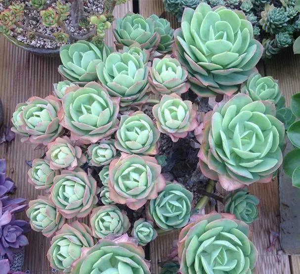 养了8年的“老桩”,价值2000块,这样的碧桃多肉,你舍得买吗?