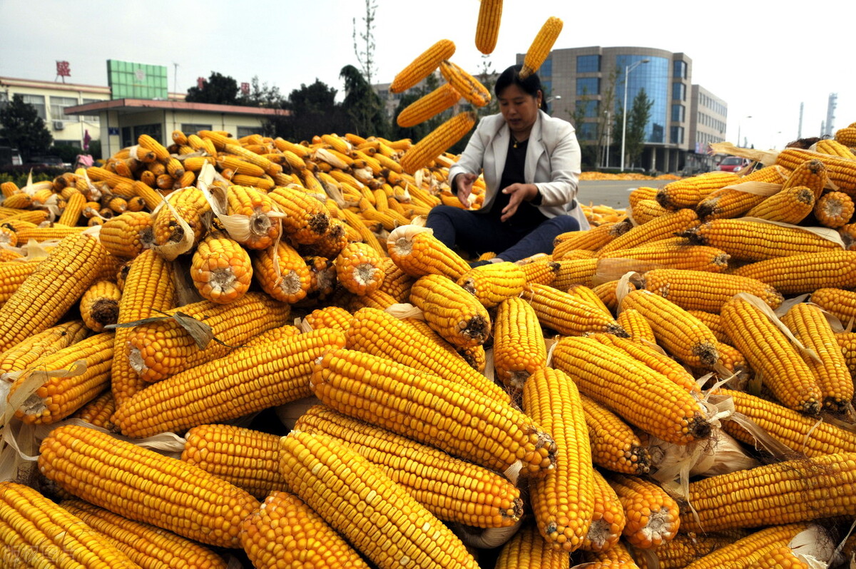 白鹭有三怕都怕什么,白露到了要注意什么细节