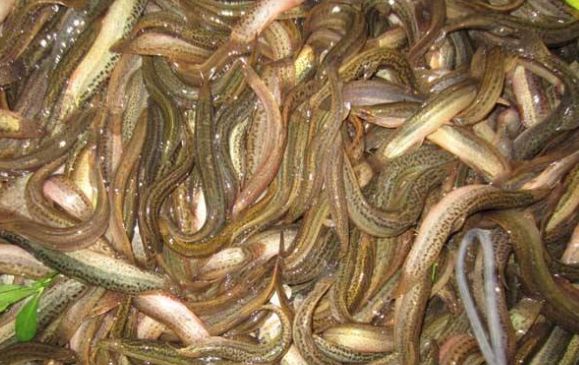 泥鳅养殖前景与利润有多大,泥鳅养殖技术成本与利润