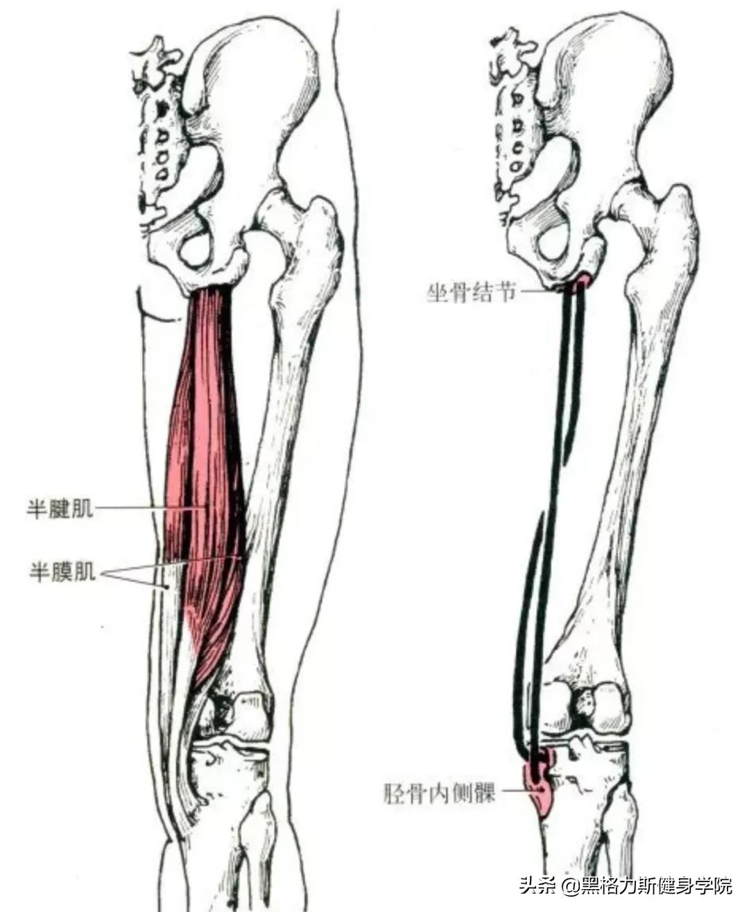 健身腿部解剖动作讲解,健身训练及肌肉解剖图谱大全
