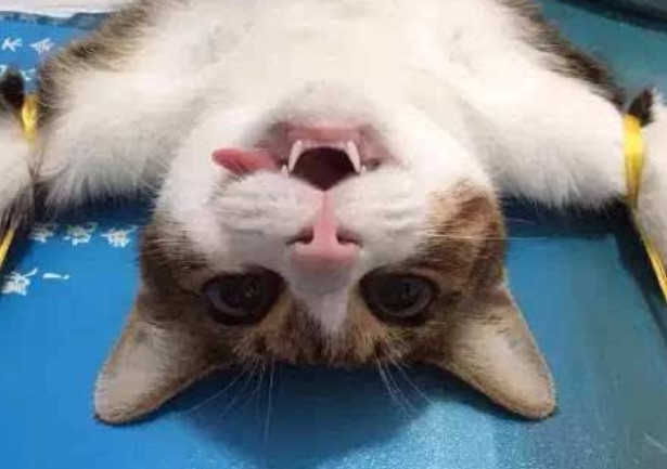 猫咪肺水肿有什么并发症,猫咪突发肺水肿非心源性