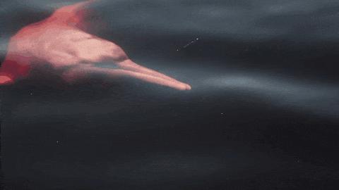 地球之肺的亚马逊雨林，绿色天堂却是人类的禁区，到底是多恐怖？