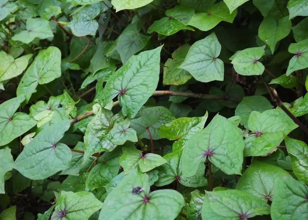 中药金荞麦,金荞麦什么样子