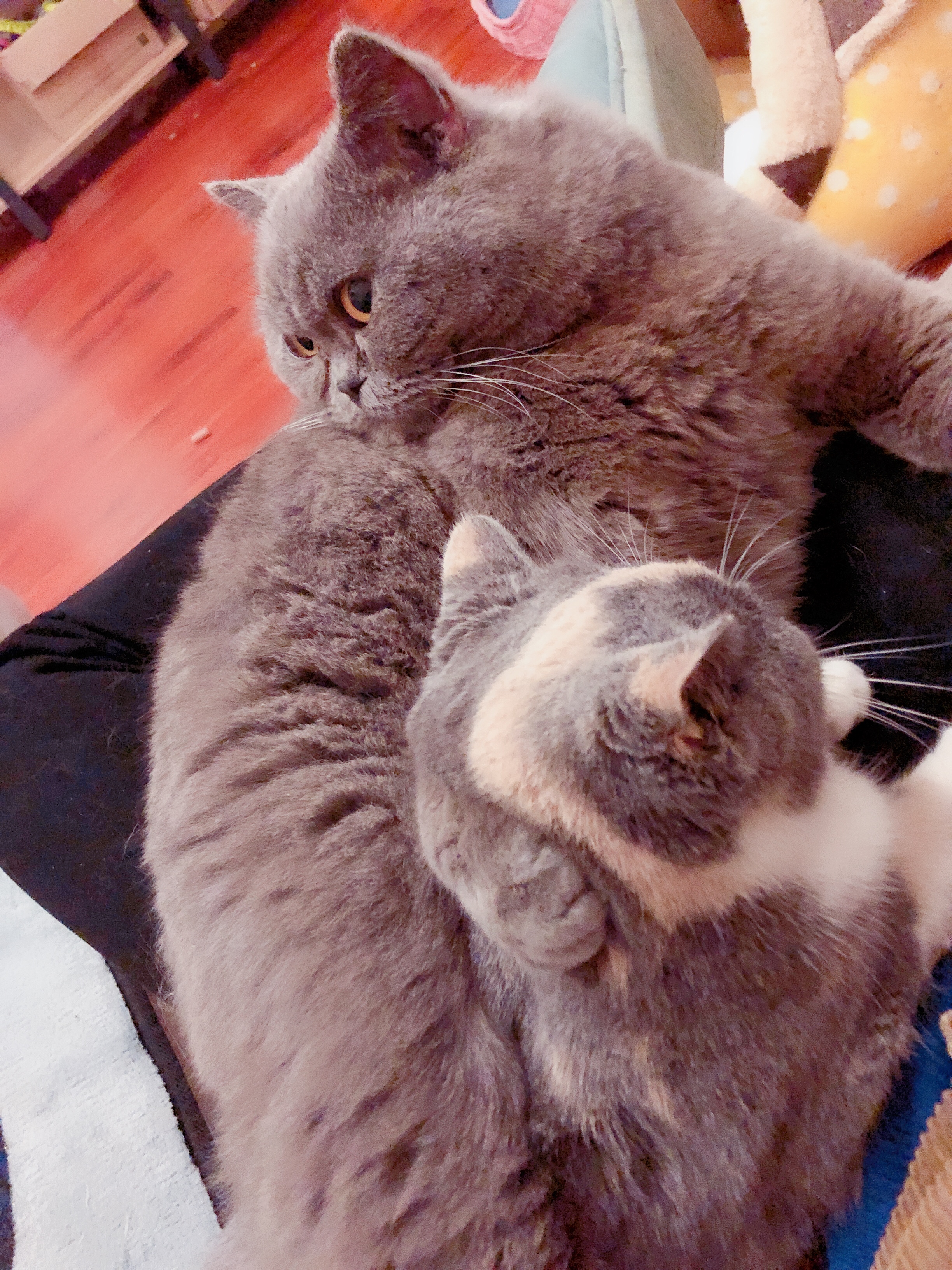 猫咪得了猫癣比较严重怎么办,猫咪得了猫癣能彻底治愈吗