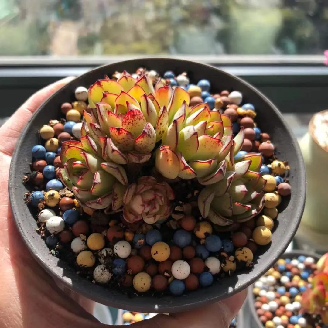 网上买的多肉如何处理视频,多肉徒长怎么办教你一招1盆变10盆