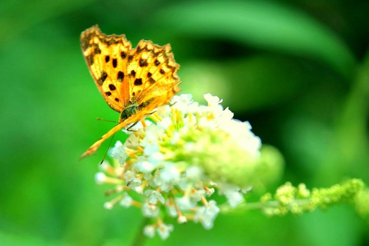 原创蝴蝶恋花,蝶恋花蝴蝶原唱