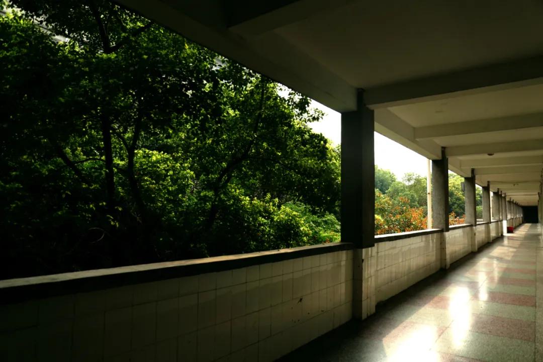 迎接校园里的百花齐放,教室窗外百花齐放