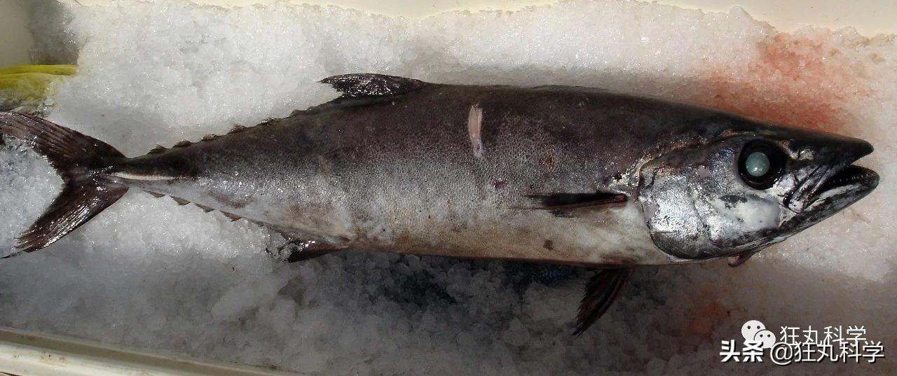 吃完屁股就流油的鱼,吃完屁股里冒油的鱼