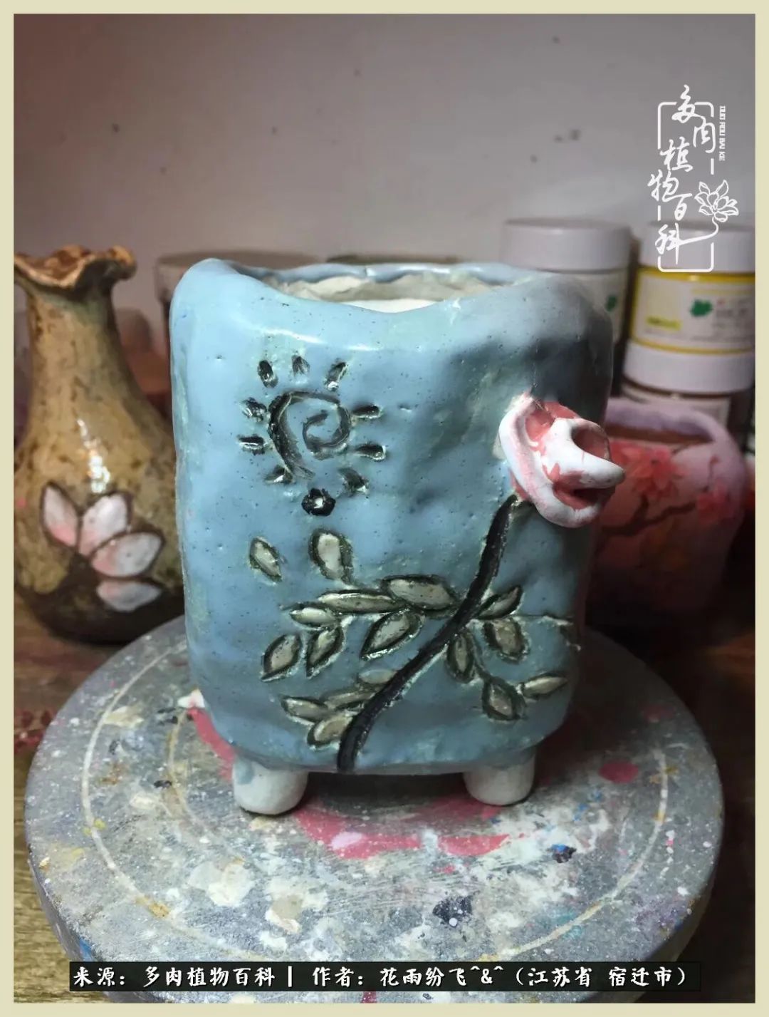 我家老臧：从反对到爱屋及乌的多肉守护人