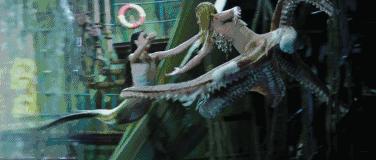 星女郎和星爷,星爷捧不红的星女郎