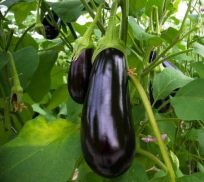 阳台上种菜一般种几个,阳台种菜几种种子放一起行吗