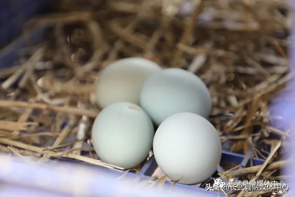 致富经|长武绿皮鸡蛋成为群众脱贫致富的“金蛋蛋”