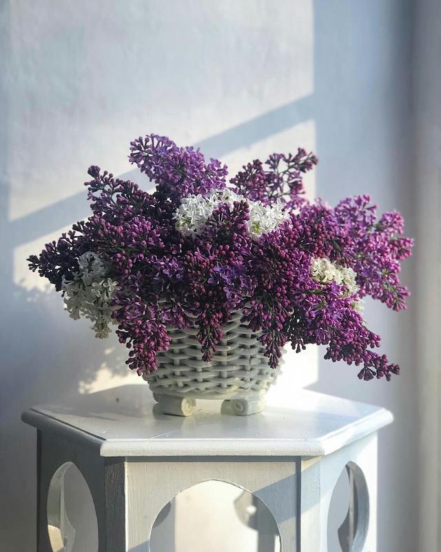 【ROSECASSOU花语笔记】紫丁香