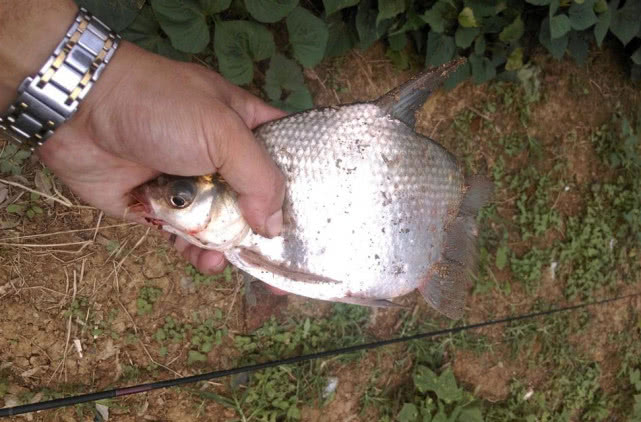 如何钓武昌鱼用什么饵料,钓武昌鱼什么时间最好