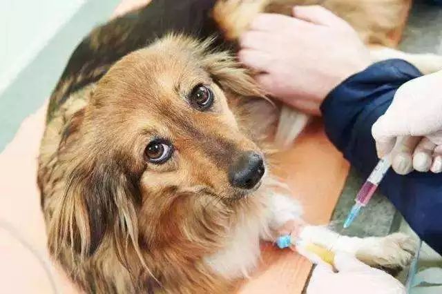 幼犬驱虫药过量会自愈吗,狗狗驱虫后的不良反应怎么处理