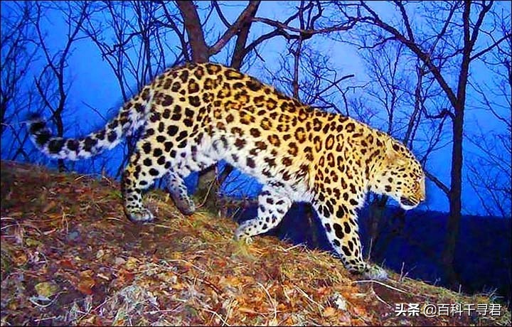 美洲豹是最强大的猫科,最凶猛的猫科动物美洲豹