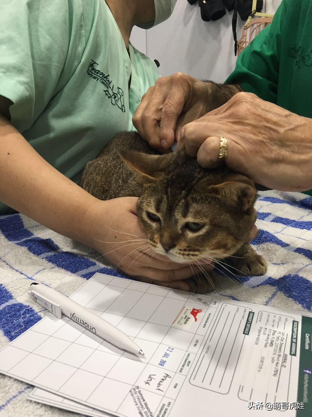 主人带大型犬狗去打针,给家里十几只猫打疫苗