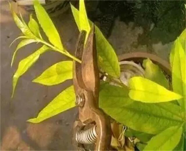 当年栽植的桃树可否进行摘心？