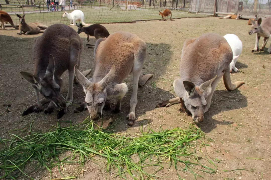 袋鼠界的“白雪公主”,近日找不到孩子他爸了……