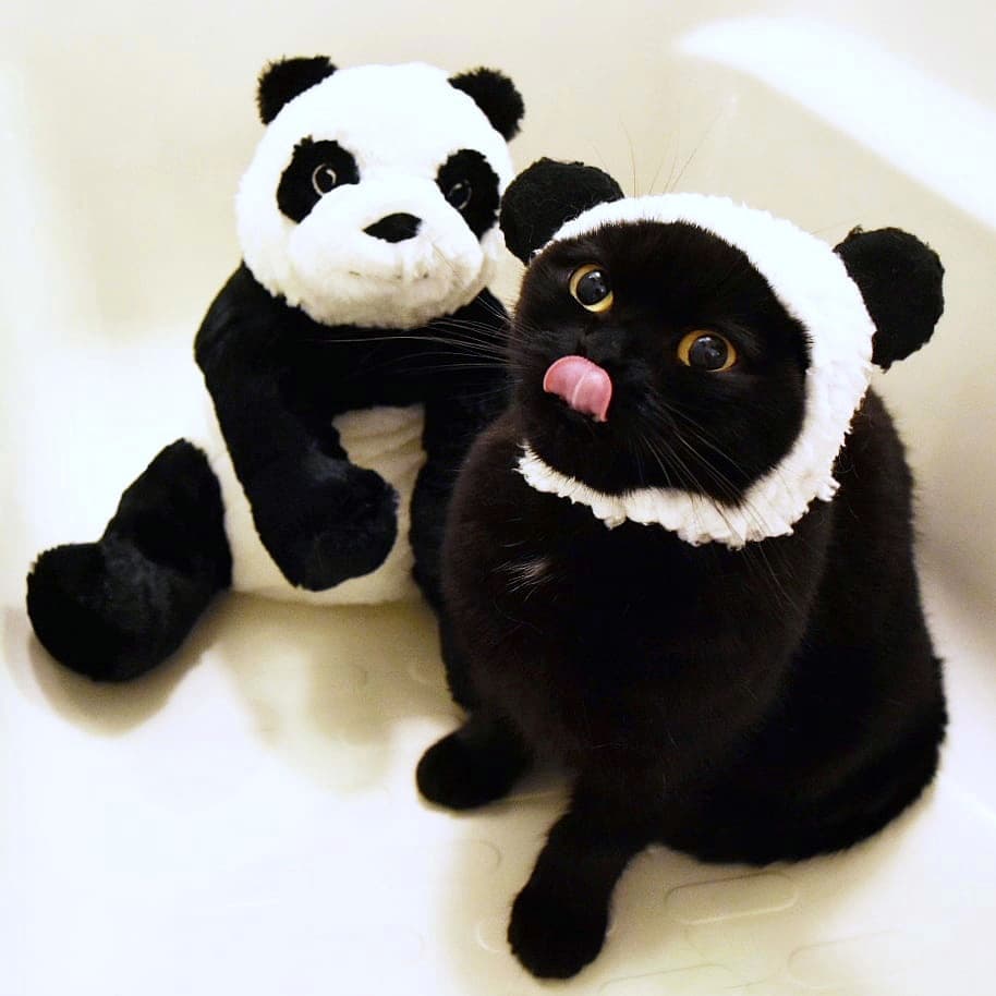 日本卡通小黑猫,日本动漫小黑猫