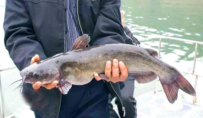 鱼怎么区别草鱼鲫鱼鲤鱼,怎样分辨草鱼和鲤鱼